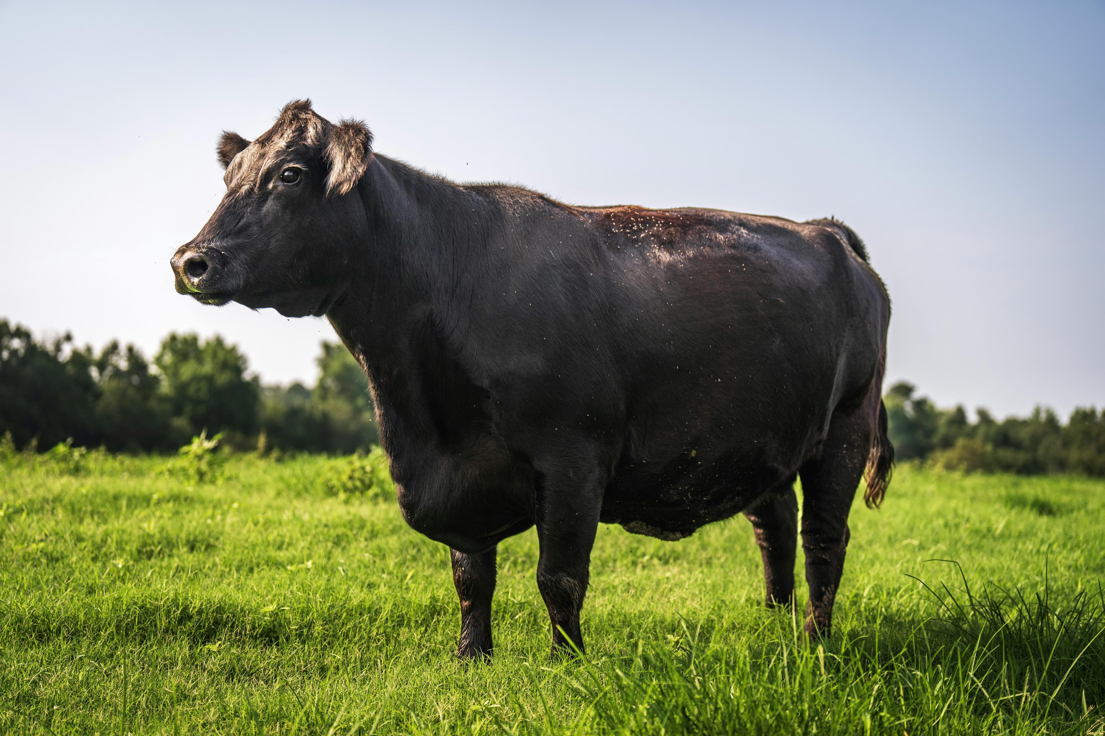 Black Angus cow standing in green pasture