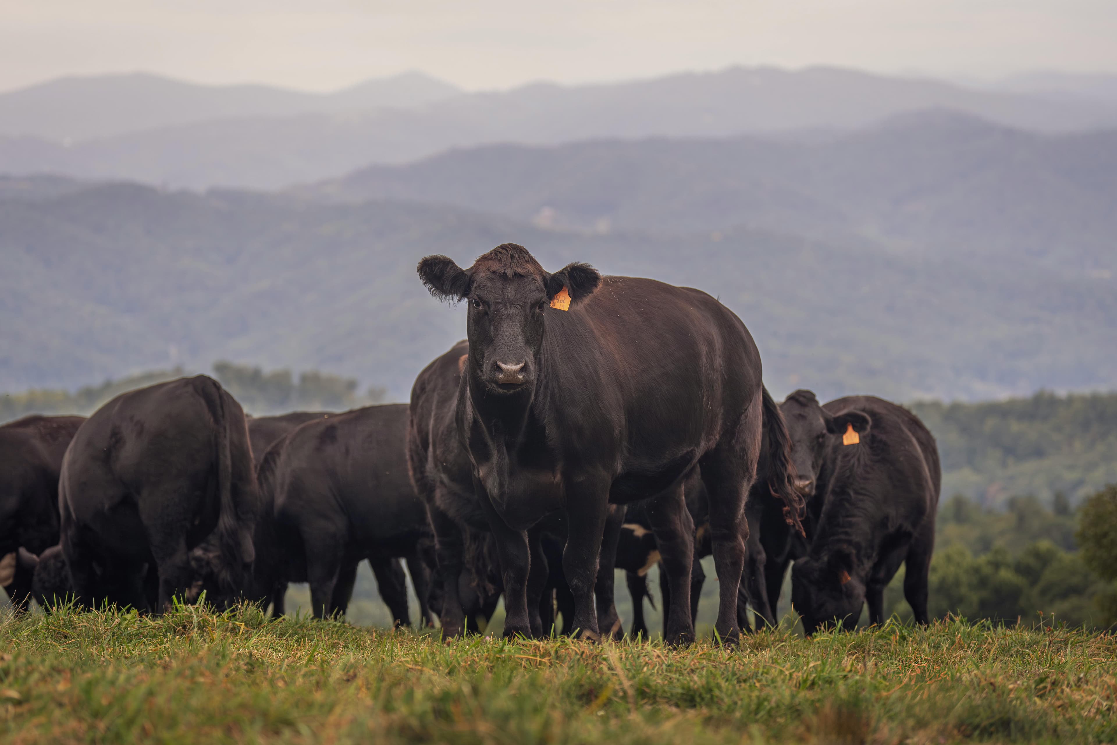 Black Angus cow standing in green pasture